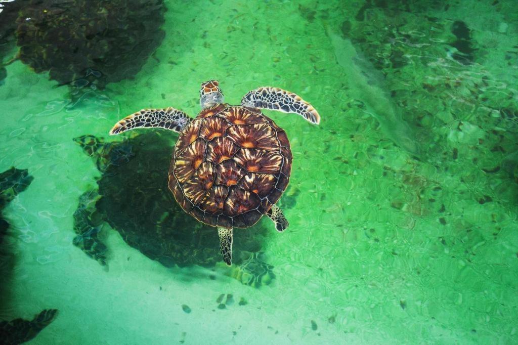 Vinpearl Discovery Rockside Nha Trang Luaran gambar